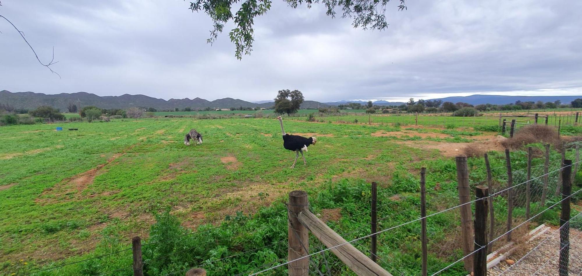 Karoo Leeu Self Catering Oudtshoorn Exterior foto
